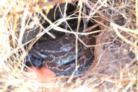 This rattlesnake is watching me, even though I am far away. It seems to be a young one, perhaps a female. rattlesnake in a hole