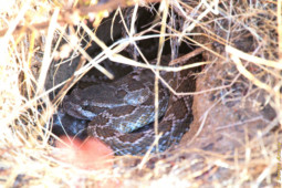 This rattlesnake is watching me, even though I am far away. It seems to be a young one, perhaps a female. rattlesnake in a hole