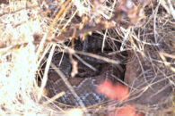 He keeps an eye on my every move, and every time I made too much noise he went into hiding deep inside the hole. Rattlesnake in a hole