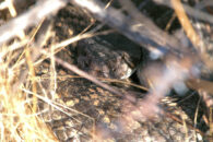 Close-up on the head of the rattlesnake hidden in bushes. As you can see he's also keeping a close eye on me. Perhaps he's guarding the hole? Close-up on the head of rattlesnake hidden in bushes