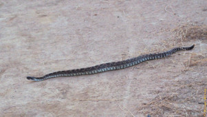 This rattlesnake was crossing the trail when I was coming back to check on the other one in the hole. rattlesnake