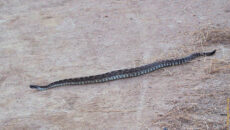This rattlesnake was crossing the trail when I was coming back to check on the other one in the hole. rattlesnake
