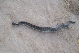 He's started realizing I am not going away. So he started to make motions to go back where he came from but it's not easy for him to crawl on the sandy surface of the trail. rattlesnake