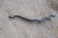He's started realizing I am not going away. So he started to make motions to go back where he came from but it's not easy for him to crawl on the sandy surface of the trail. rattlesnake