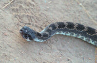 Close-up on the head of this rattlesnake. He looks pretty threatening but, it was obvious to me that he only wanted to go back into the wilderness. Rattlesnake head closeup