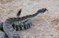 Turn around operations successfully executed, he quickly slithered away into the bushes. rattlesnake