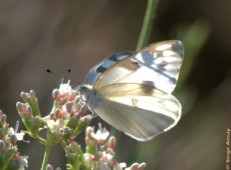 This is a cabbage white butterfly. Accidentally imported to Canada in 1860, it is seen as a pest because it likes cabbage, kale, etc. cabbage white butterfly