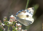 This is a cabbage white butterfly. Accidentally imported to Canada in 1860, it is seen as a pest because it likes cabbage, kale, etc. cabbage white butterfly