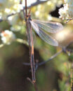 Our UFO of the week.
OK, seriously, I just couldn't identify this insect. If you do please leave a comment. unidentified insect