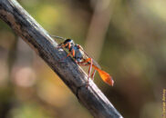 Probably a great golden digger wasp. Although it does look a bit different than most pictures I have seen. great golden digger wasp