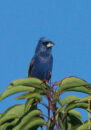 This is a blue grosbeak. A rare sight in our neighborhood. I have only seen this bird twice in the last 9 months and it was within  3 days. blue grosbeak front