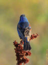 The back of the same bird, the blue grosbeak, is even prettier. male blue grosbeak, back view