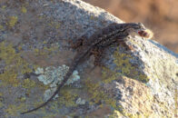 This great basin fence lizard caught a yellow woolly bear caterpillar. Bon appétit! great basin fence lizard eating yellow wooly bear caterpillar