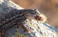 This great basin fence lizard caught a yellow woolly bear caterpillar. Bon appétit! great basin fence lizard eating yellow wooly bear caterpillar (close-up view)