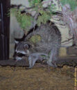 He created quite a stir with the home owners. Kids shouting got me interested and here we are. Raccoon