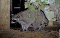 I am not sure what he was doing, because, he climbed up the tree and walked along the top of the fence going into the people's yard, but then he came back toward us. Racoon