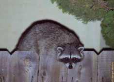 And he stopped and just stared at us. I think he just wanted to go away, but there were too many people around looking at him. Raccoon on top of a wooden fence