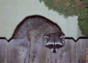 And he stopped and just stared at us. I think he just wanted to go away, but there were too many people around looking at him. Raccoon on top of a wooden fence