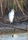This great egret is standing proudly, alone, on his dead branch. Great egret