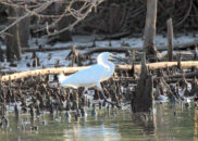 This is a snowy egret. She was just walking in the water behind the great egret. This species came back from the verge of extinction after protection laws were passed. Snowy egret