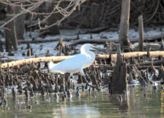 This is a snowy egret. She was just walking in the water behind the great egret. This species came back from the verge of extinction after protection laws were passed. Snowy egret