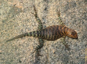 This is a female granite spiny lizard. I found fascinating how his top legs almost disappear against the pattern of the granite. female granite spiny lizard
