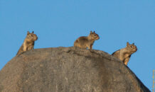 The Three Stooges are watching me. Well, in the world of California ground squirrels, I am pretty sure these guys are well know for their antics as well. They just look the type. California ground squirrels