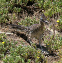 I observed that roadrunners really like to stay on trails. So, I suspect that's the reason for their name. greater roadrunner
