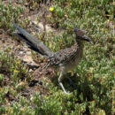 The greater roadrunner can run up to 26 miles per hour, faster than the average human. greater roadrunner