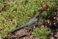 Coyotes actually do catch and eat this bird in nature. And, although their success rate is not clearly established, I would guess it's probably much higher than that of poor Wile E. Coyote. greater roadrunner