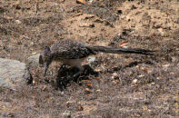 On the other hand, they can kill and eat rattlesnakes, among other poisonous preys. This one, as you can see here, was particularly interested in a snail. I think he ate it because it's missing in the following pictures (not shown in this series). greater roadrunner