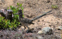 They eat mostly other animals, insects, frogs and even birds. They will also eat fruit and seeds generally in the winter. greater roadrunner