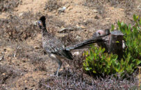 They are very well adapted for life in deserts and can live up to 7 years. greater roadrunner