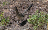 Roadrunners can fly in case of threats but it will be limited to short distances. They don't fly well. greater roadrunner
