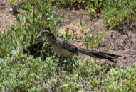 Roadrunner couples mate for life. They renew their commitment each spring with an elaborate courting ritual. greater roadrunner
