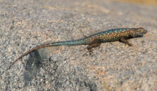 This is a western fence lizard. Lizards are the easiest animals to take picture of. If you move slowly they will let you get very close. western fence lizzard