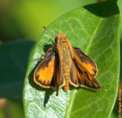 This butterfly is a large skipper. According to many sources on the web, it is supposed to only be found in Europe and Asia. Yet, obviously, we have some here. What gives? large skipper