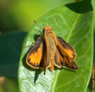 This butterfly is a large skipper. According to many sources on the web, it is supposed to only be found in Europe and Asia. Yet, obviously, we have some here. What gives? large skipper