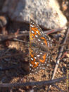 Ber's metalmark is definitely a local butterfly, since its natural range is from South Cal to South Baja Cal. Behr's metalmark