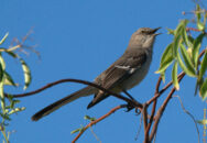 One of the most common birds around, the mockinbird. So called due to its ability to imitate all kind of sounds, just to woo the female. mockingbird