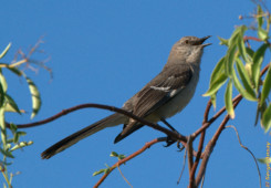 One of the most common birds around, the mockinbird. So called due to its ability to imitate all kind of sounds, just to woo the female. mockingbird