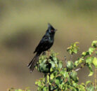 This bird is a male phainopepla. Even though this is a local bird, this was the first time I saw one, that was in June. I have not seen another since. I hope it's not in danger of disappearing. phainopepla