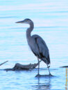 The elegant and classy great blue heron. Long ago, I was jogging on a trail and came up to a small pond where one of these guys was standing. His taking off right in front of me was just an amazingly sight, the kind one never forgets. great blue heron