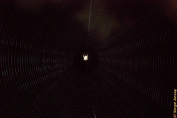 This is an araneus diadematus, hanging head down in the center of its web. The other hunting approach is show in the fourth pic of this series. araneus diadematus in the middle of its web
