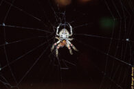 Araneus diadematus with prey freshly caught. So it hadn't wrapped it in web yet. araneus diadematus with freshly caught prey
