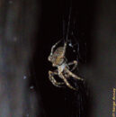 Close up of araneus diadematus in the center of its web. araneus diadematus closeup