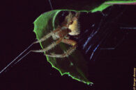 This is the other common hunting approach. The araneus diadematus hides in a folded leaf with its legs on a couple of threads which will alert it if a prey fall in the web. araneus diadematus hidden with legs on sensing threads