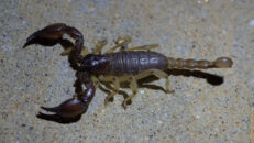 California swollenstinger scorpion. Their sting is painful but not deadly. California swollenstinger scorpion