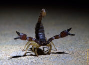 Frontal view of the California swollenstinger scorpion in defensive posture. California swollenstinger scorpion defensive posture