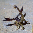 Rear view of California swollenstinger scorpion in defensive posture. California swollenstinger scorpion defensive posture